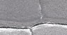 51-C6 Coccodrillo silver